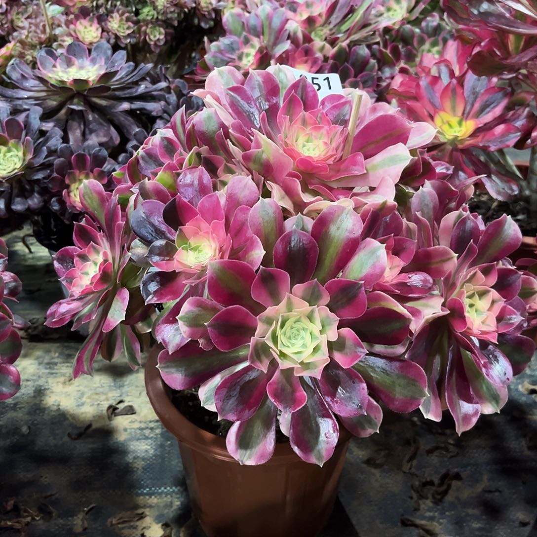 多肉植物粉女巫051多肉