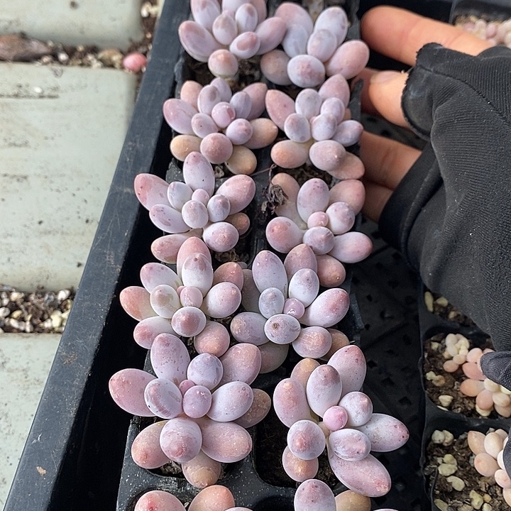 167 多肉植物盆栽花卉