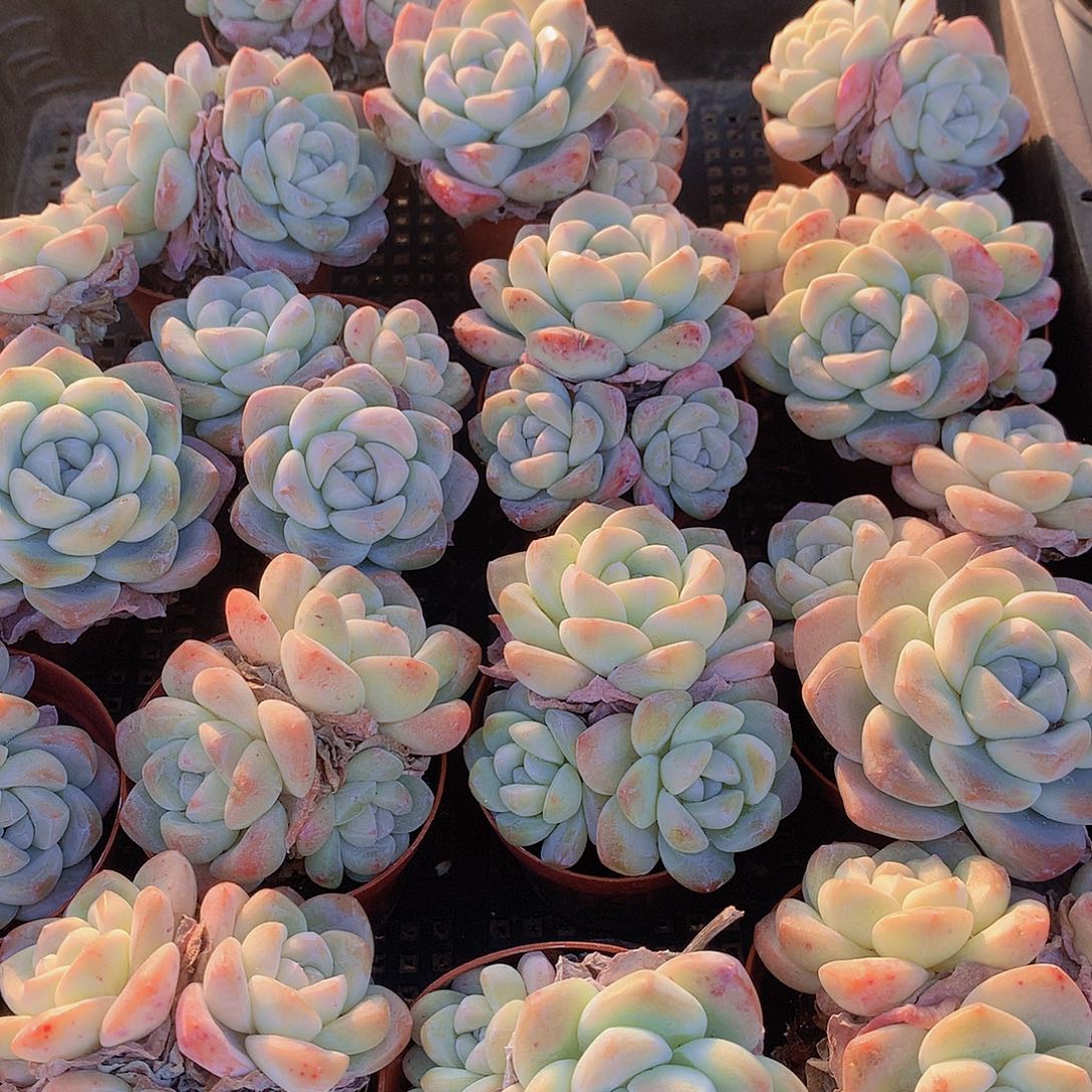 多头冰玉群两颗34678999999