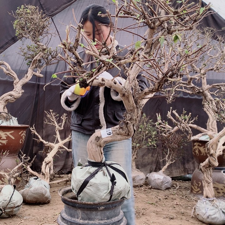 用***6全部花朵金银花88888