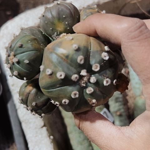 968木心根瑕疵仙人球