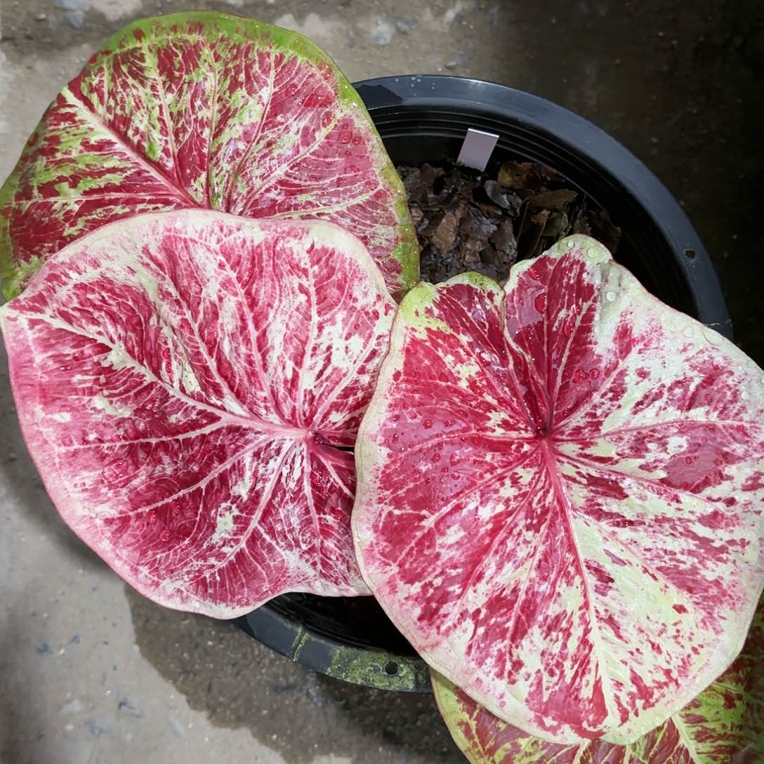 704-0112彩叶芋泰国发货