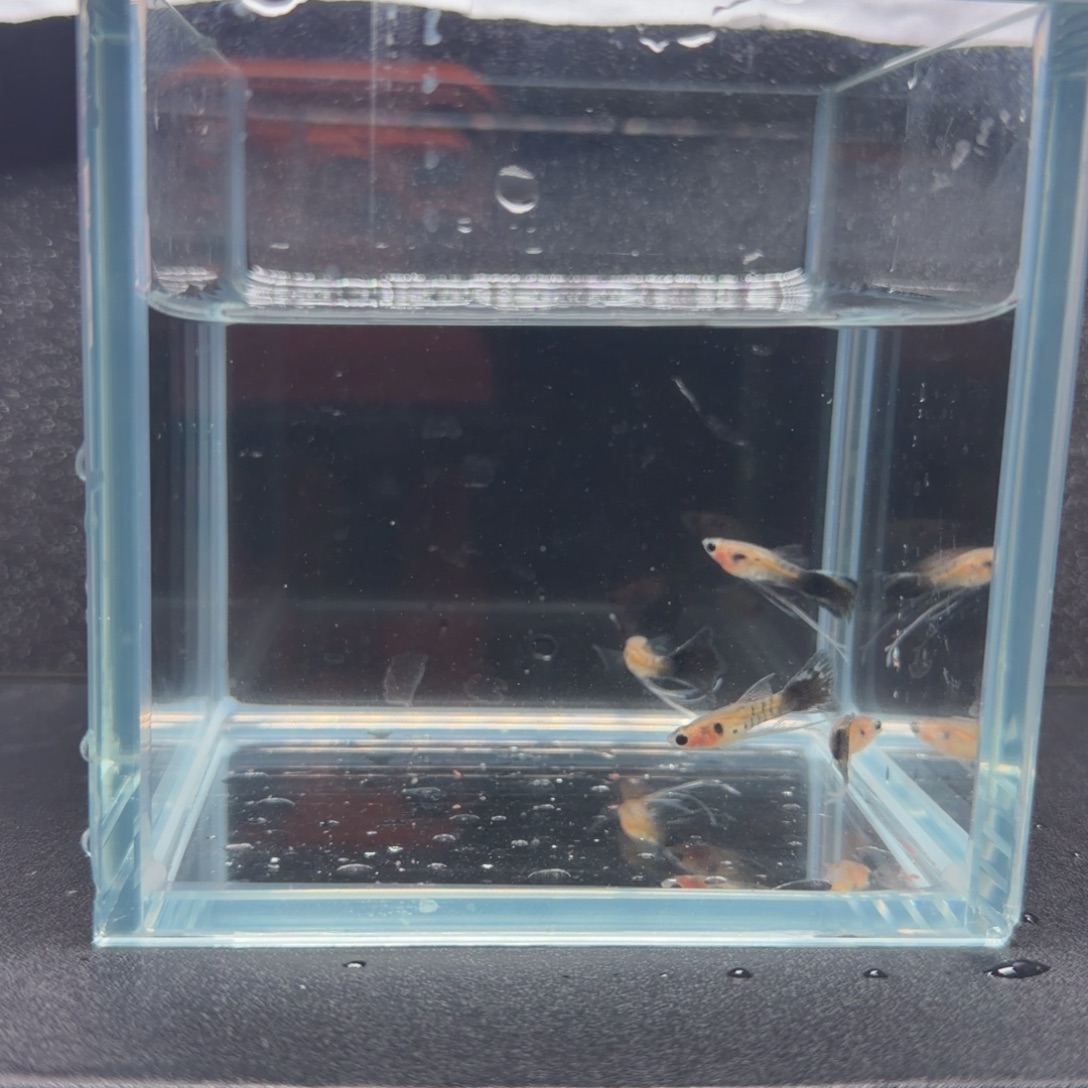 孔雀鱼银河草尾长公4条