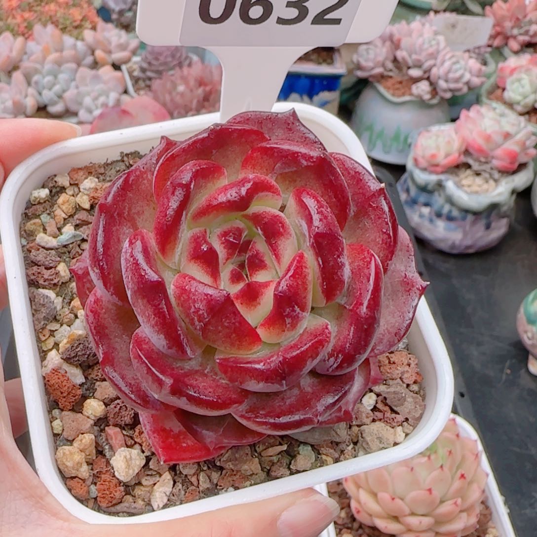 多肉植物0632…………….