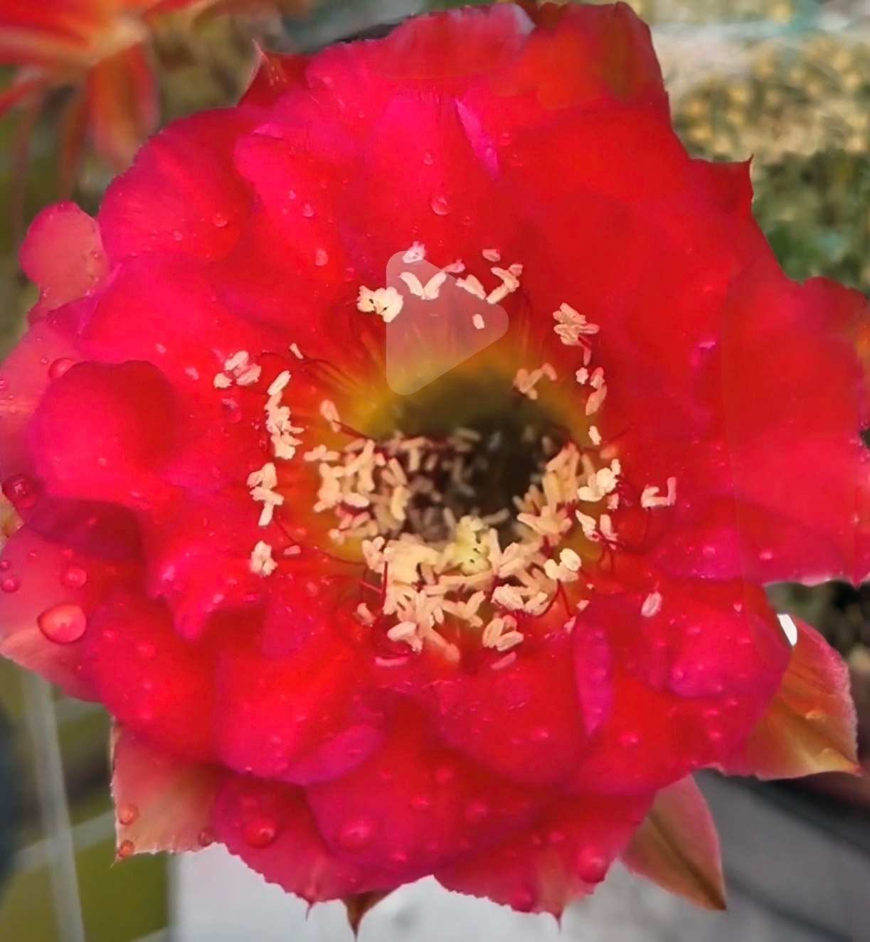 彩草G18无根侧芽歪  满28米包邮非偏远
