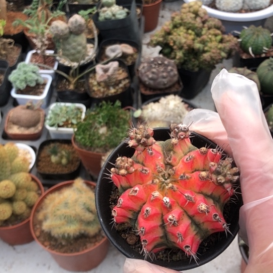 ソ***。无花朵花蝴蝶带盆土包邮