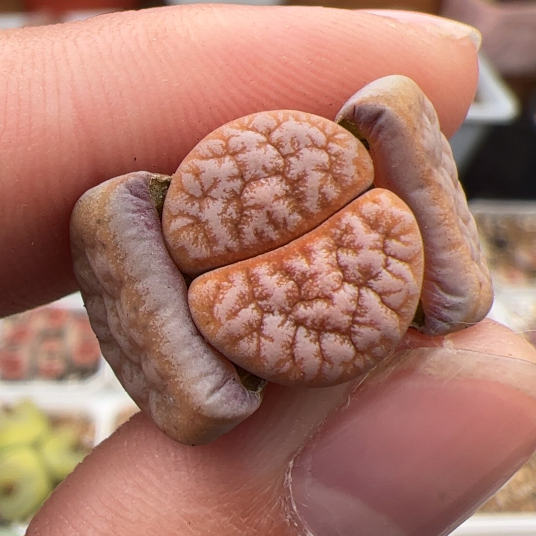 0463号拿铁 多肉植物