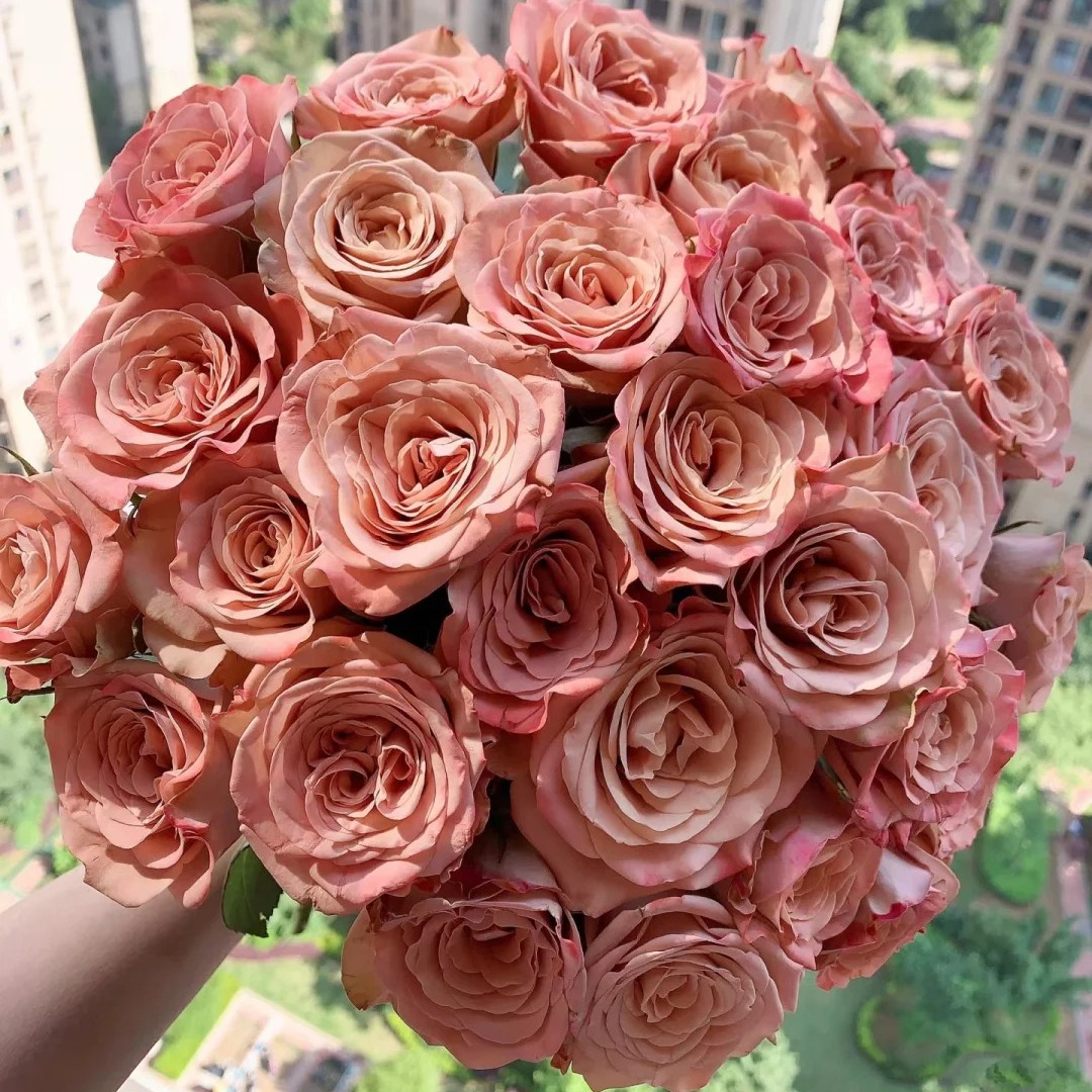 【高端复古色卡布其诺10支】鲜花卡布奇诺云南鲜花玫瑰花束