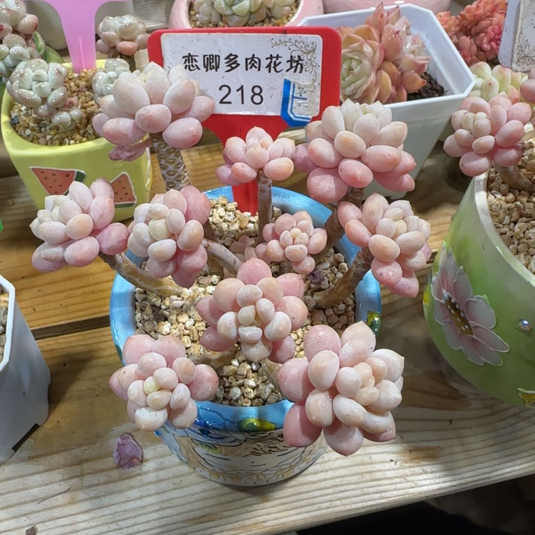 218鱼子酱老桩多头无砍