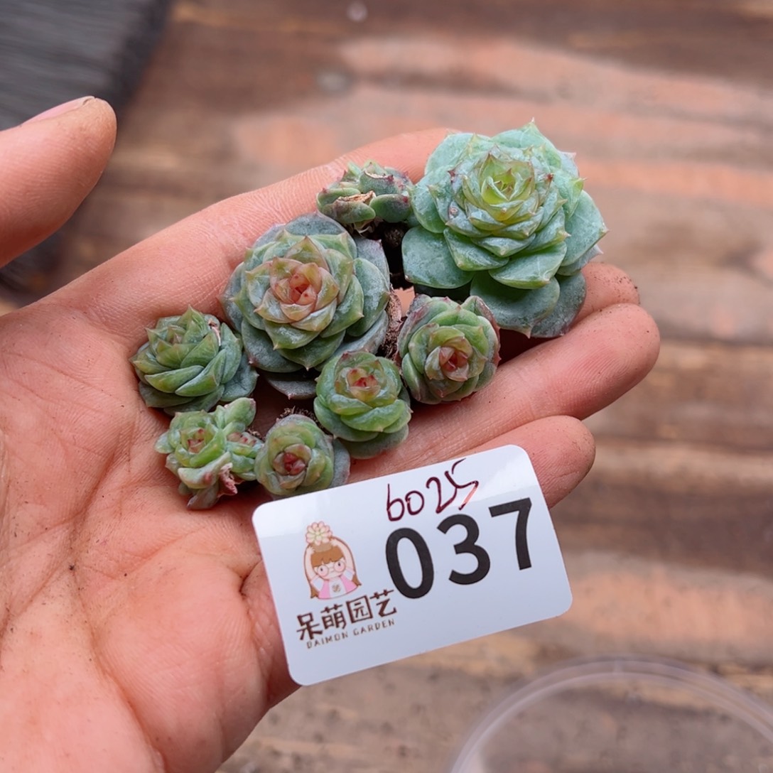 修****?多肉植物多肉植物