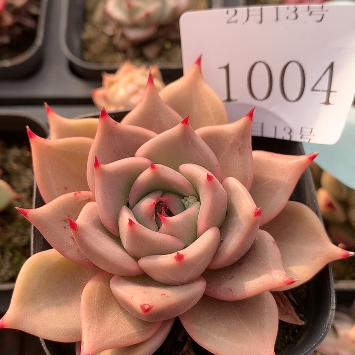 【闪购商品】云1004