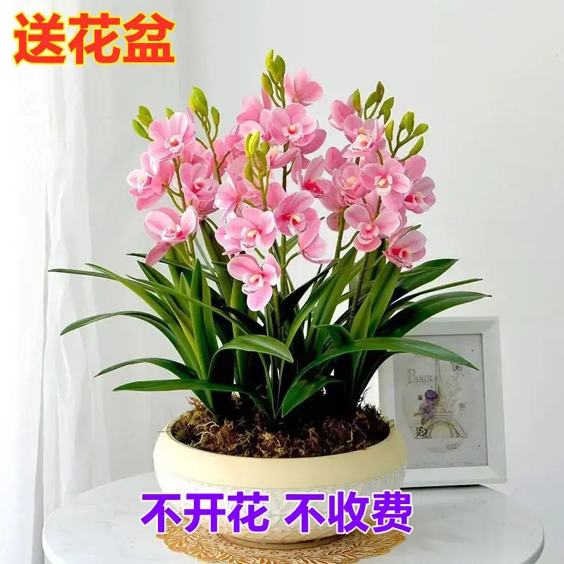 【爆款清仓】浓香型兰花苗室内盆栽四季懒人兰花花卉室内绿植懒人花