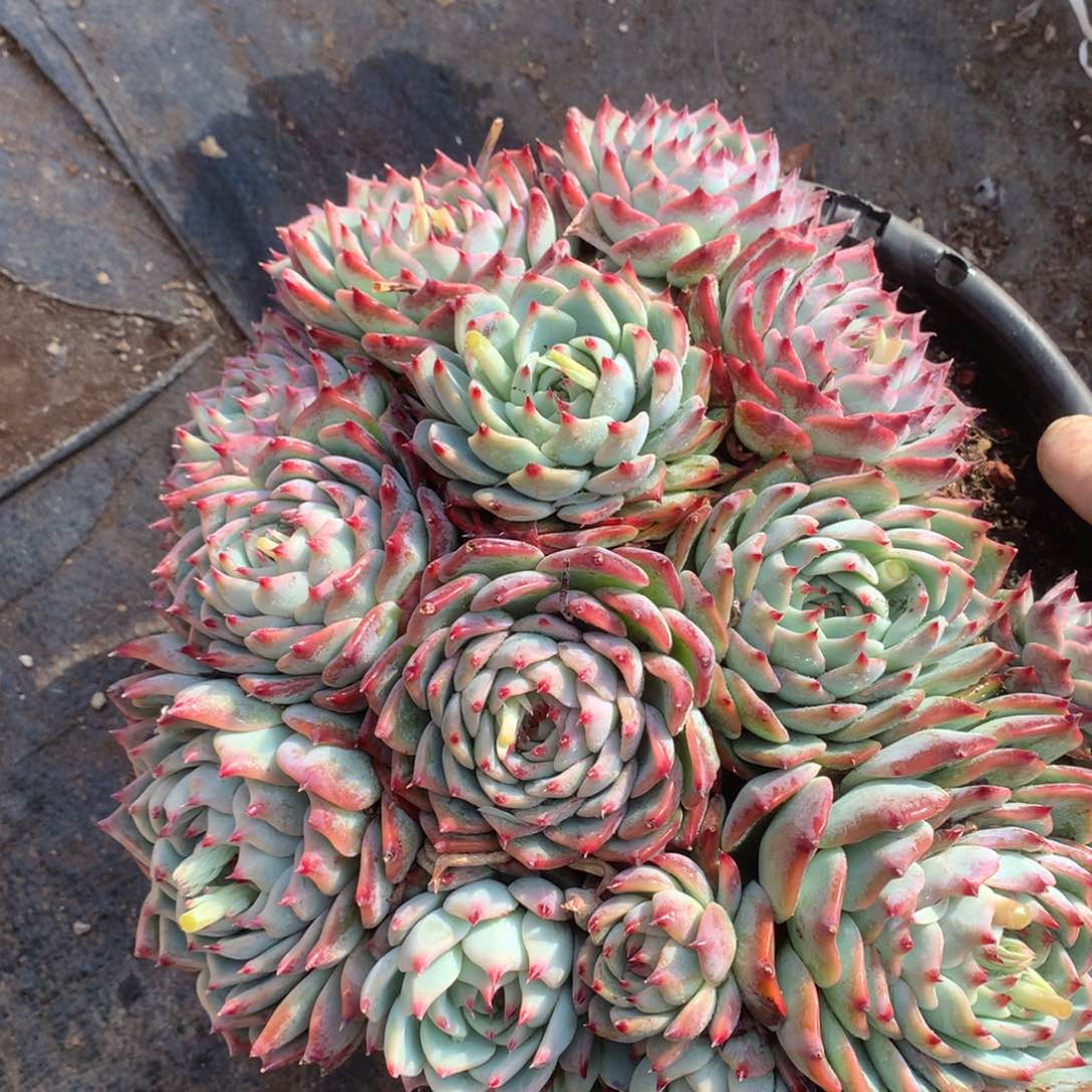 吉娃娃大群一物一拍