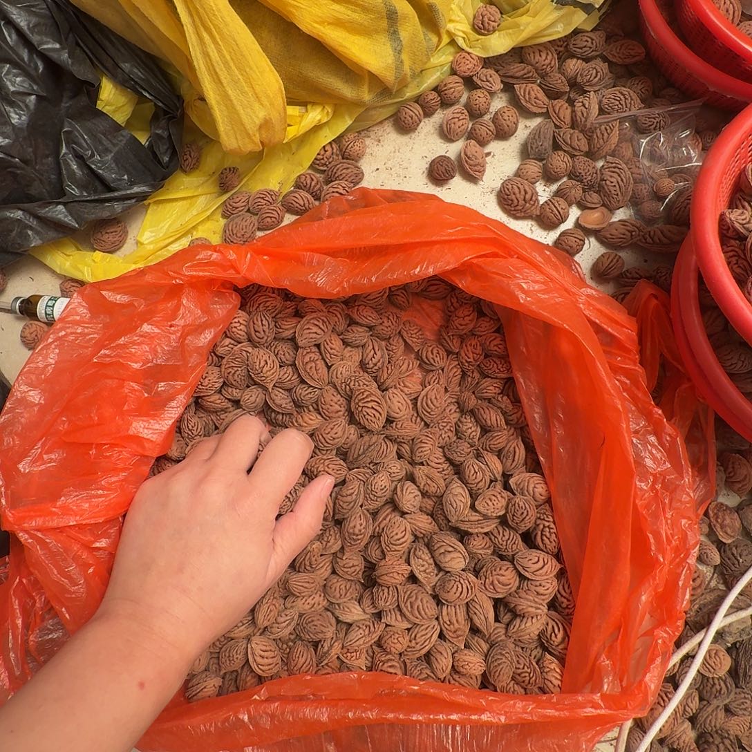 精品散装碧桃核不同树3斤特价