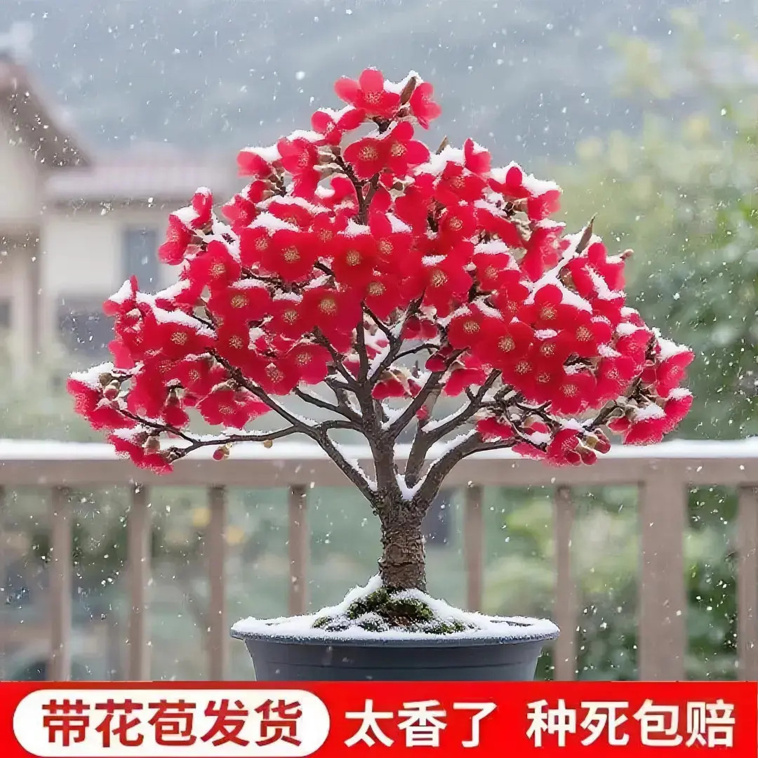 【带花苞】腊梅梅花盆栽地栽老桩浓香型耐寒植物冬天开花庭院花卉