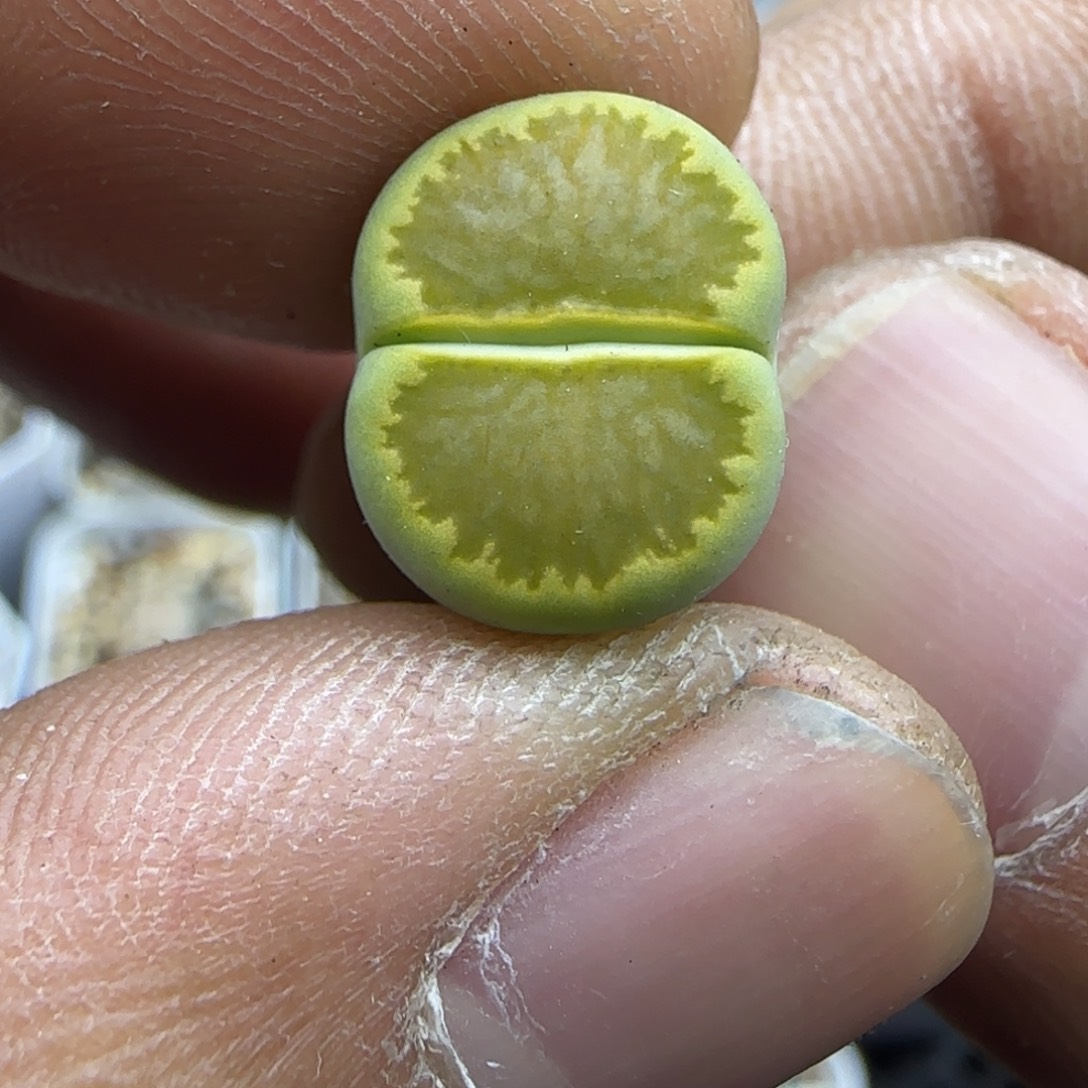 756 生石花大棚直播