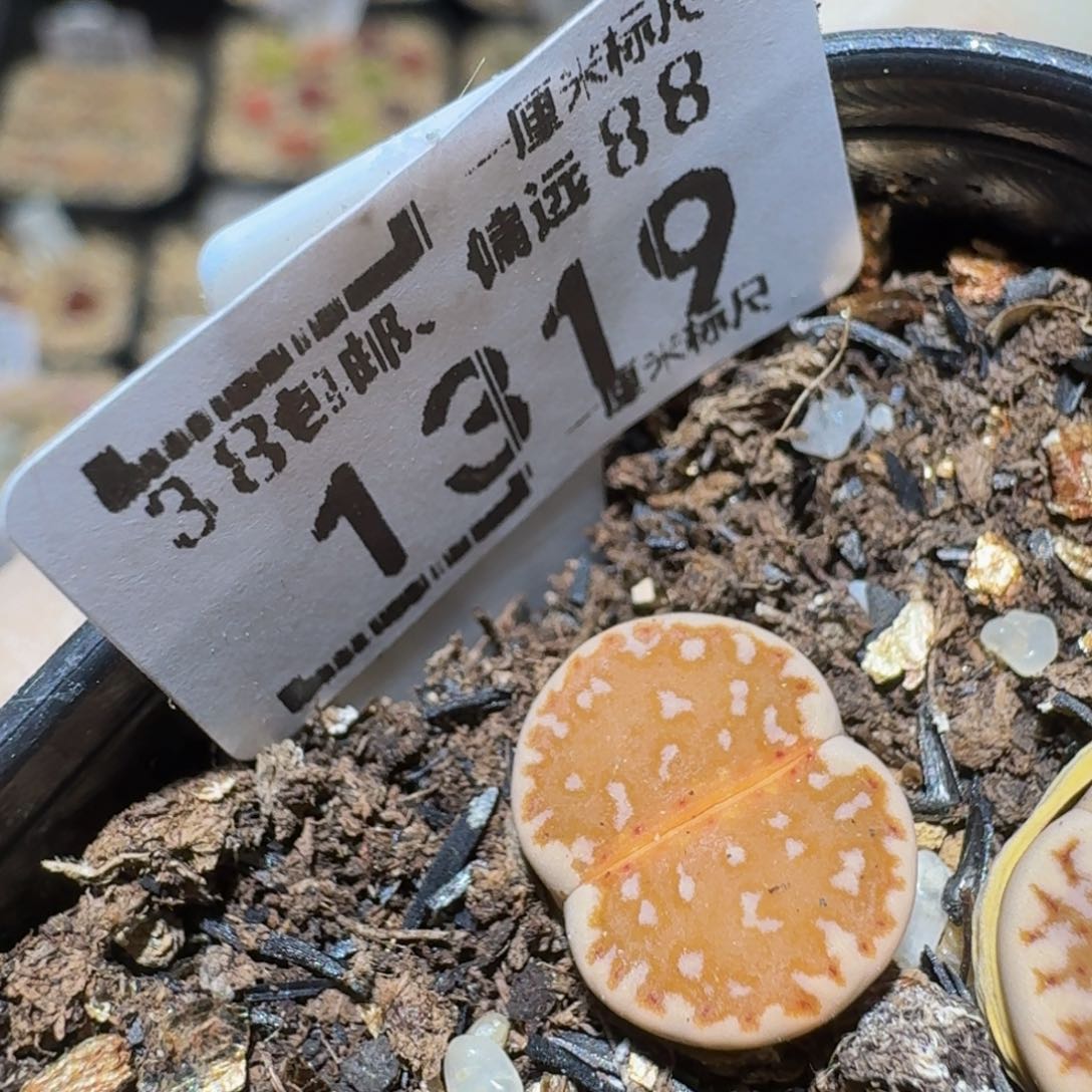 Ssss精品生石花1319