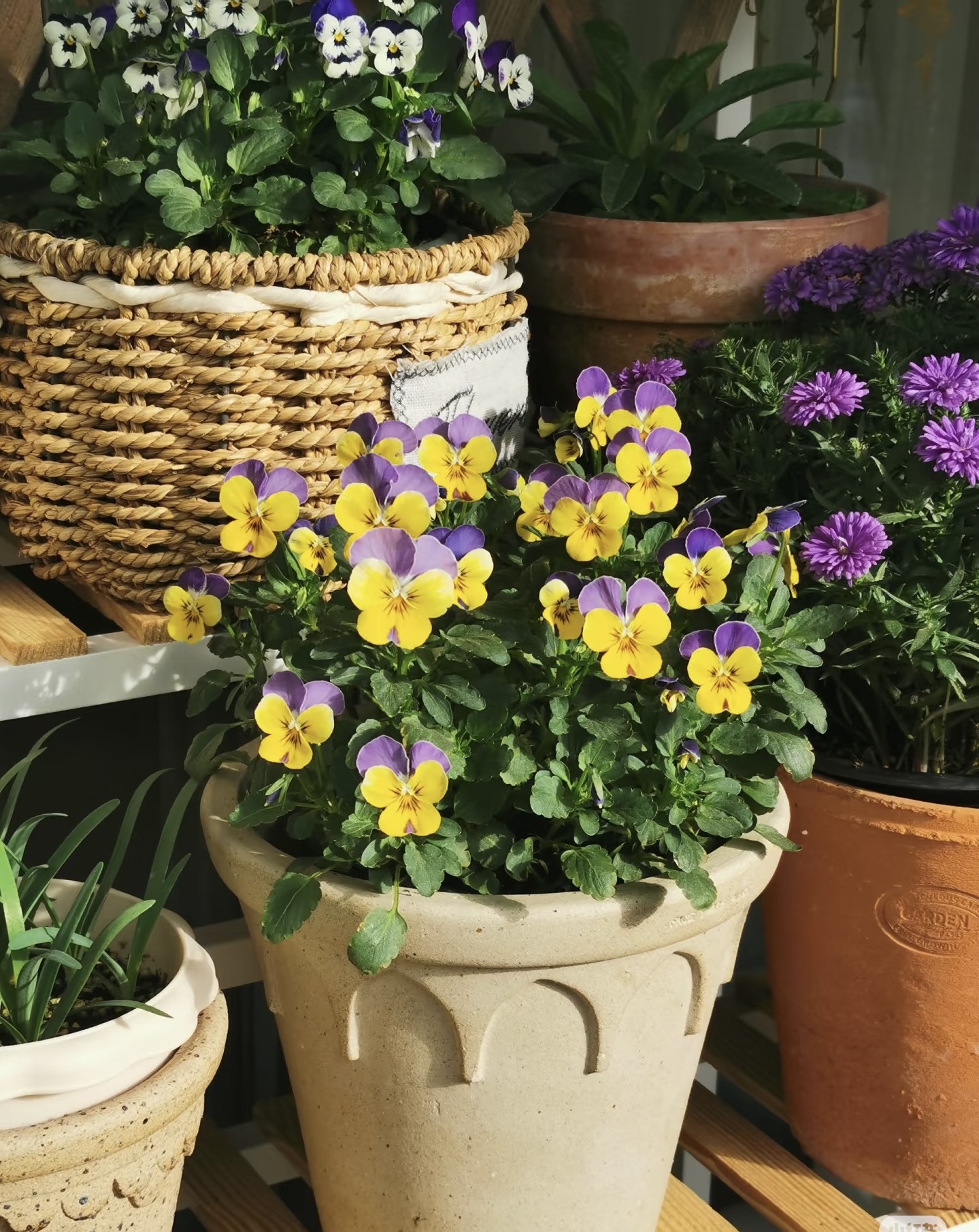 白日梦想花园-角堇盆栽带花苞冬季耐寒好养阳台庭院花卉植物