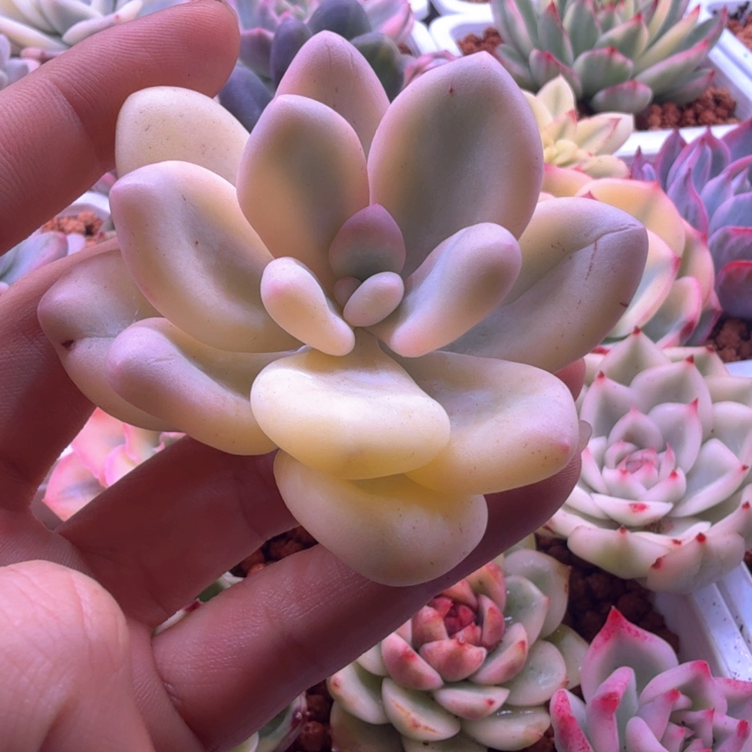 莉***安莉莉安 多肉植物锦