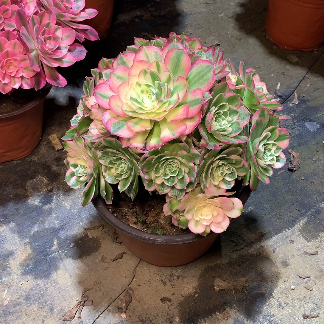 多肉多肉多肉多肉173