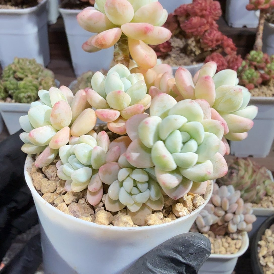 劳尔覆轮锦自然群生