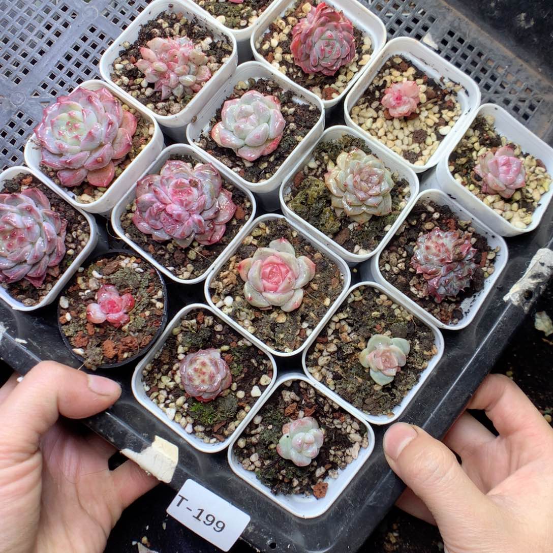 无花朵T199。yyyyyyyyy