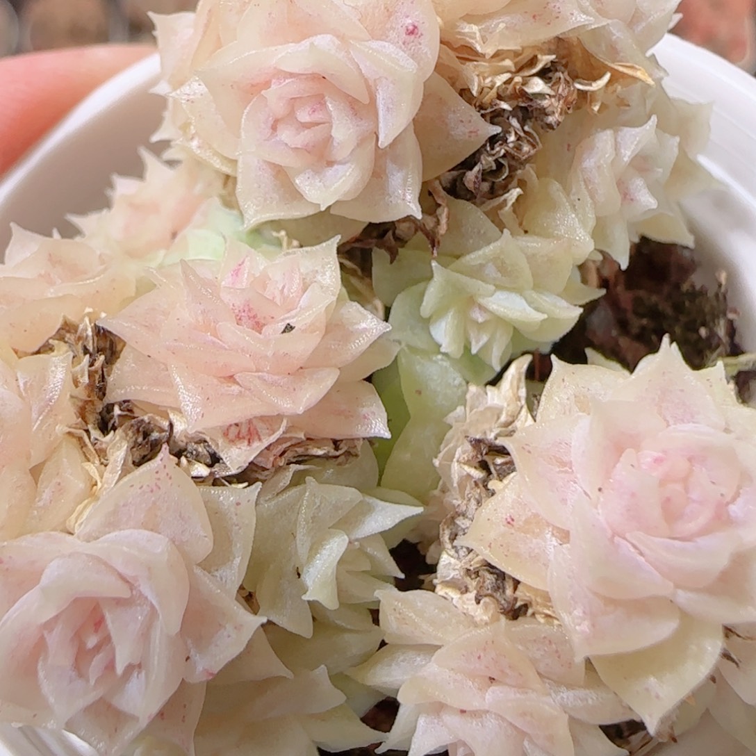 花语多肉1208-330散