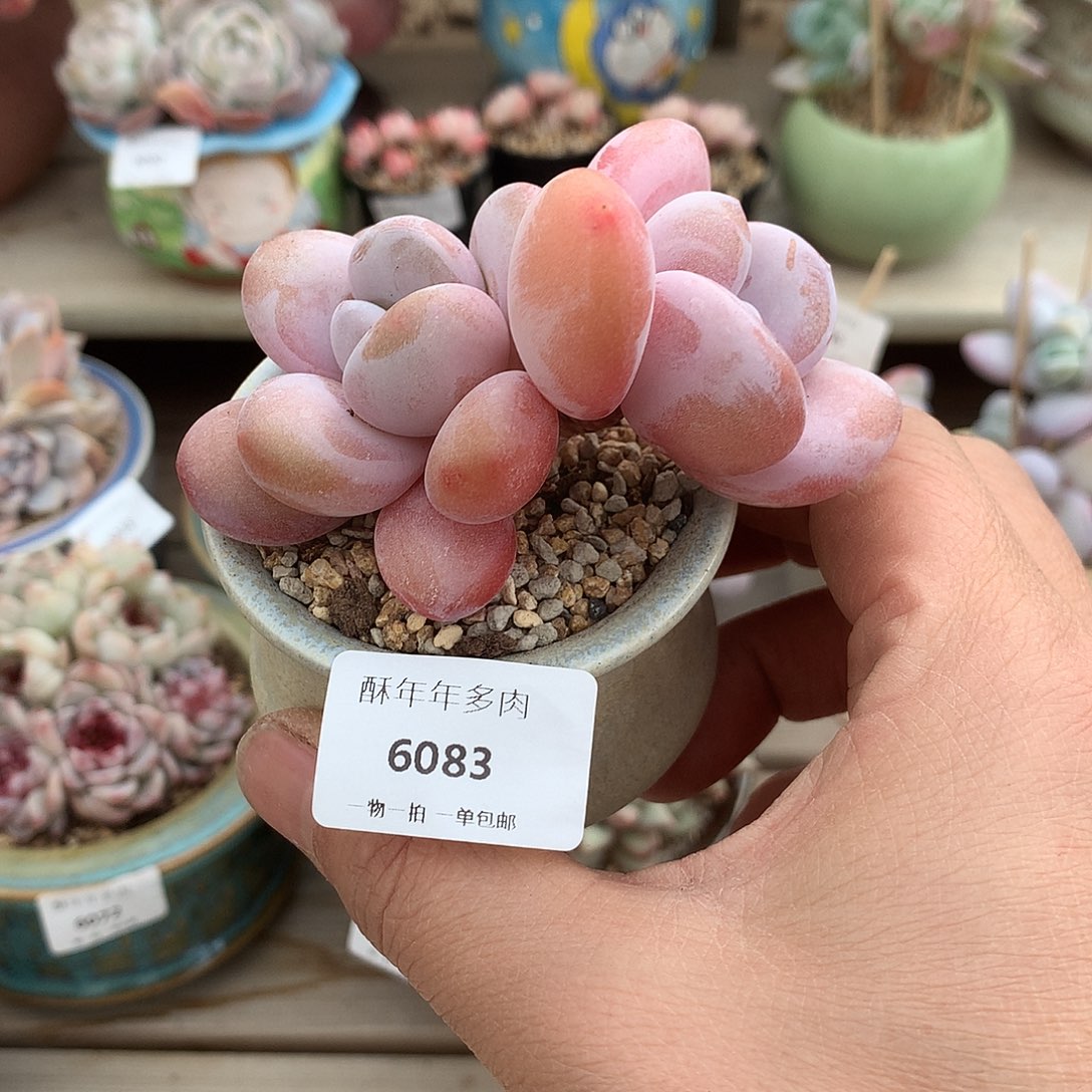 6083粉兔双头圆滚滚8厘米