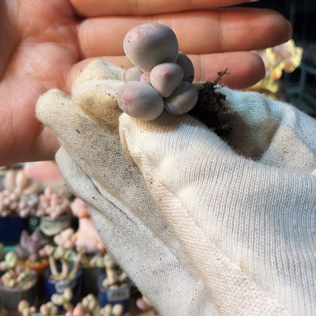 g**记多肉植物的生长发育与生长发育