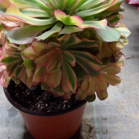 多肉植物洛神锦，