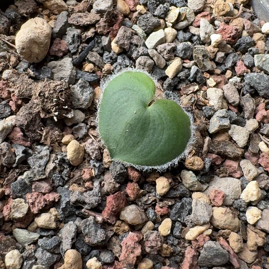 毛爱心雾冰玉一个带盆