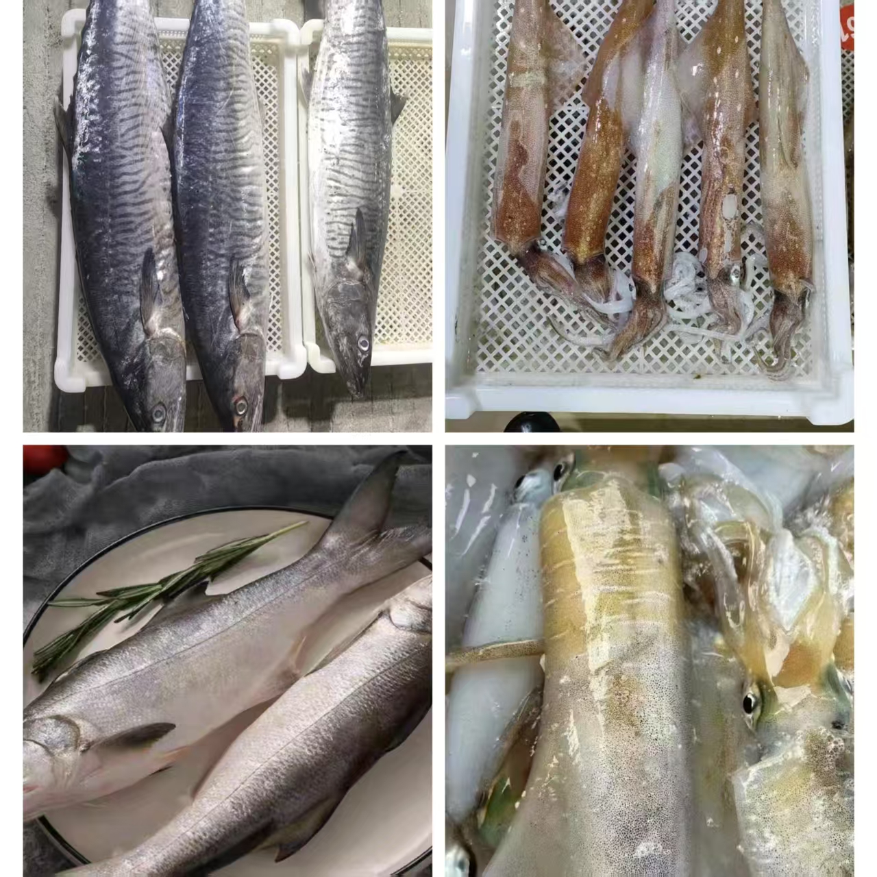 广东汕尾渔民海捕野生海杂鱼现场改价，勿拍