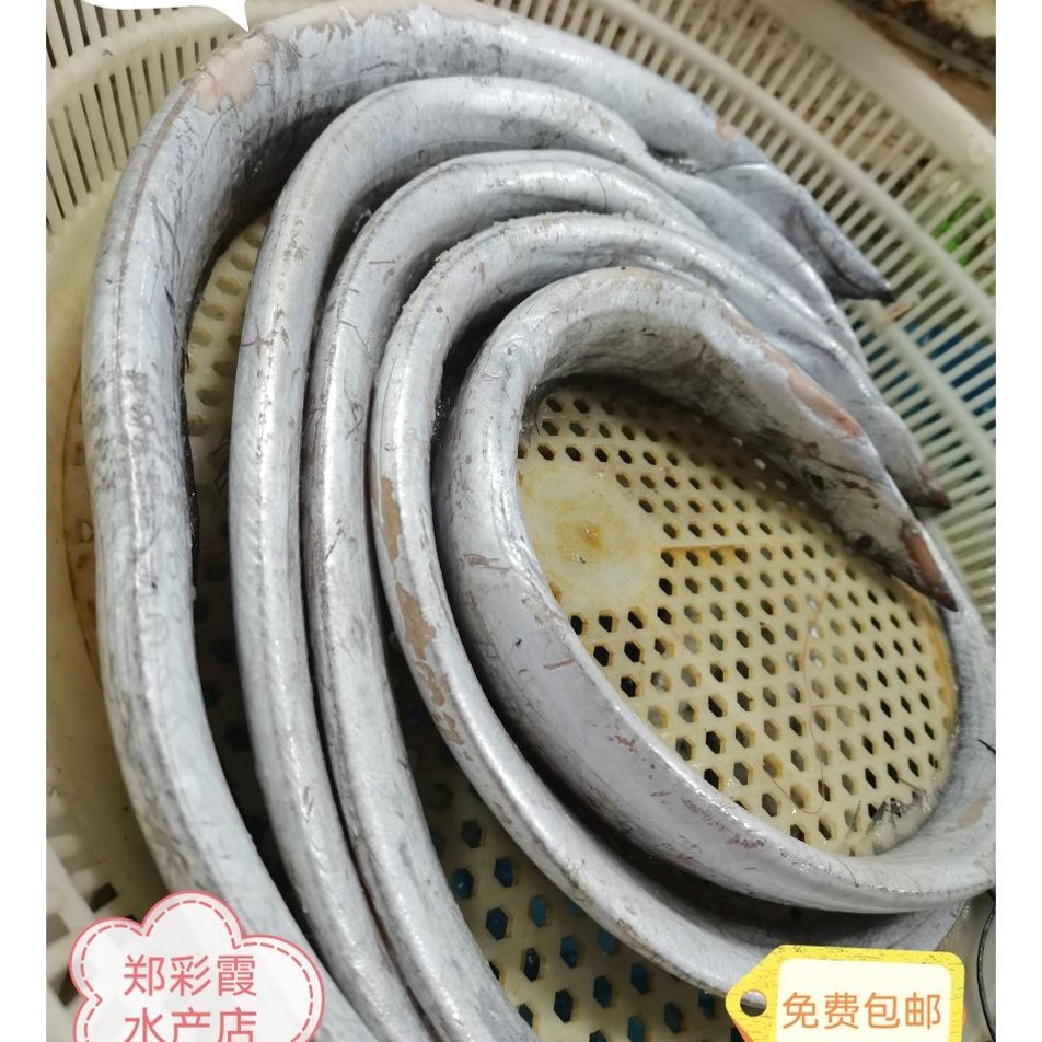 本地小眼油带鱼1.2斤-1.5斤一条5斤一份顺丰包邮