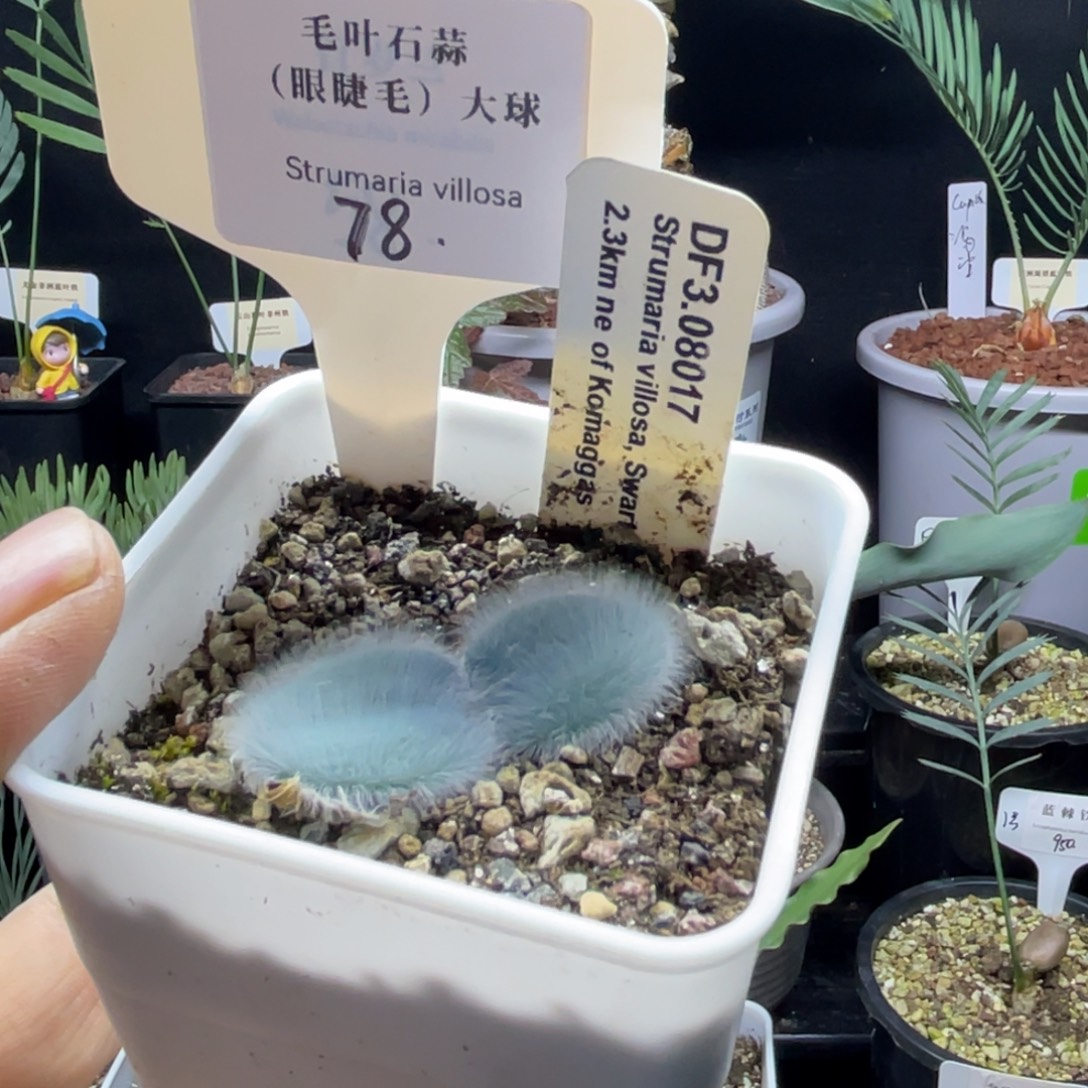 2 号眼睫毛 毛叶石蒜带盆发货