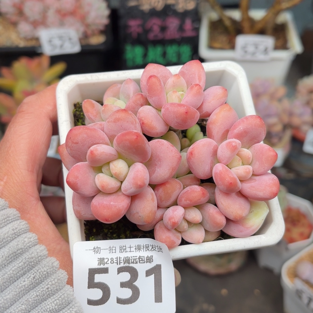 红洛神无盆土发货