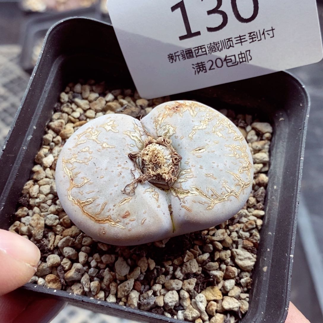 我的小姐姐们都是我130