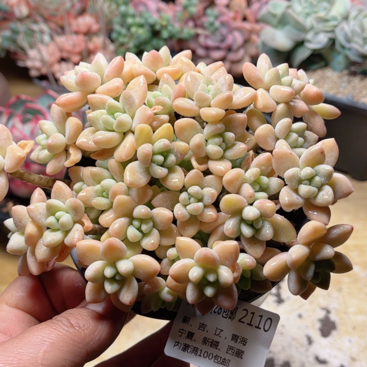 【闪购商品】2110奶酪蛋糕