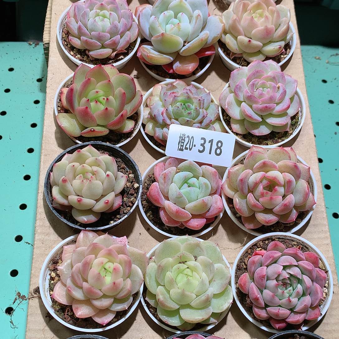 20-318一物一拍带盆18颗