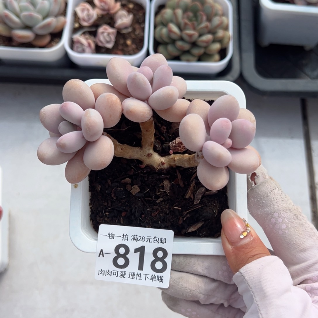 桃蛋多肉多肉多肉多肉多肉多肉多肉