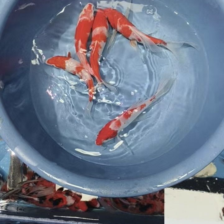 锦鲤观赏鱼红白三色大正孔雀秋翠龙系昭和绯写芥子冷水鱼好养耐活