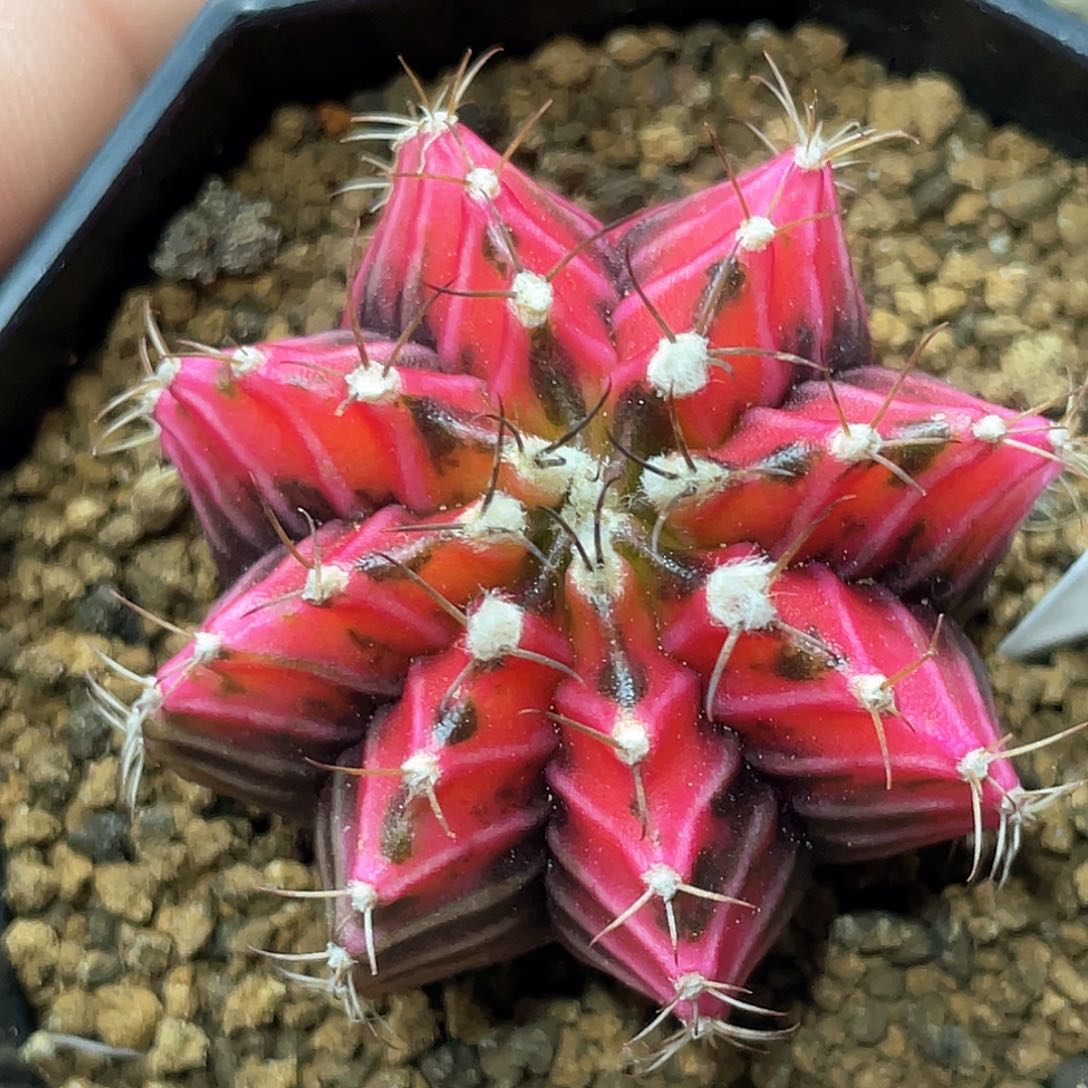 泰系实生根，规律棱背锦