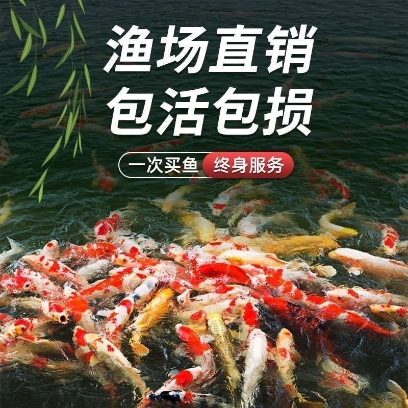 这么给力的锦鲤才1块钱一条？
