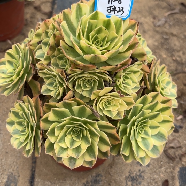 倾***故雨荷多肉法师不包损23