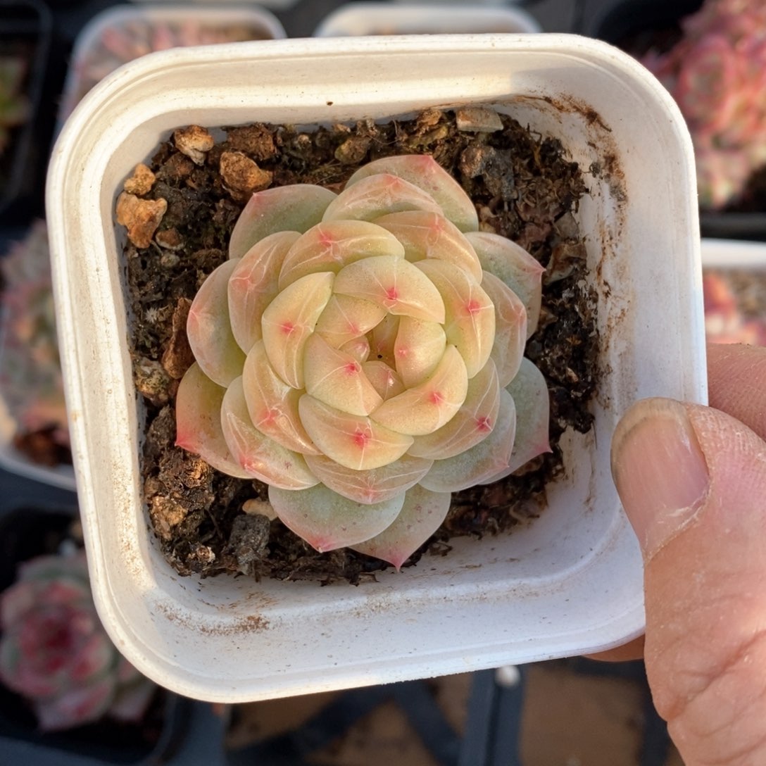 精品多肉一物一拍不包整69