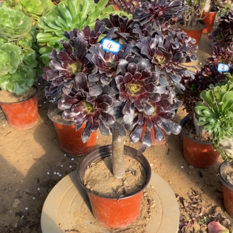 巧魔法师一物一拍