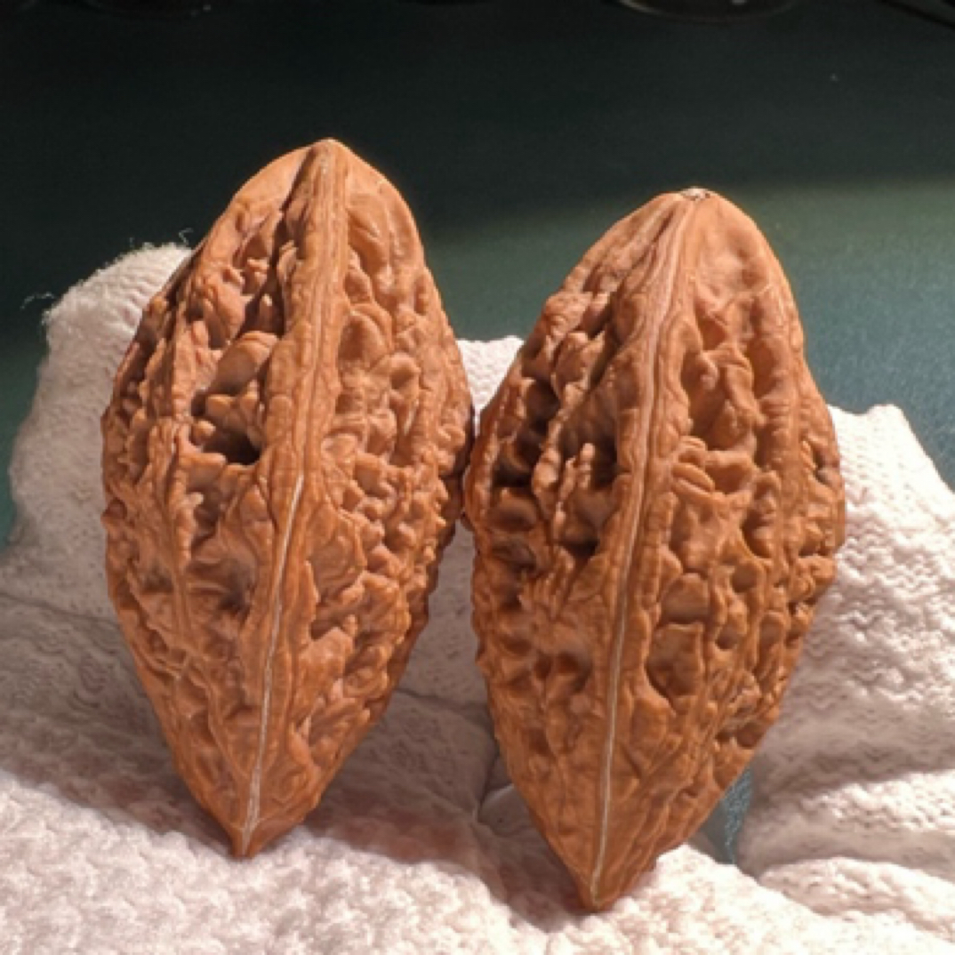 仙人指-粗筋蚂蚁纹手指桩-大密度高桩首选