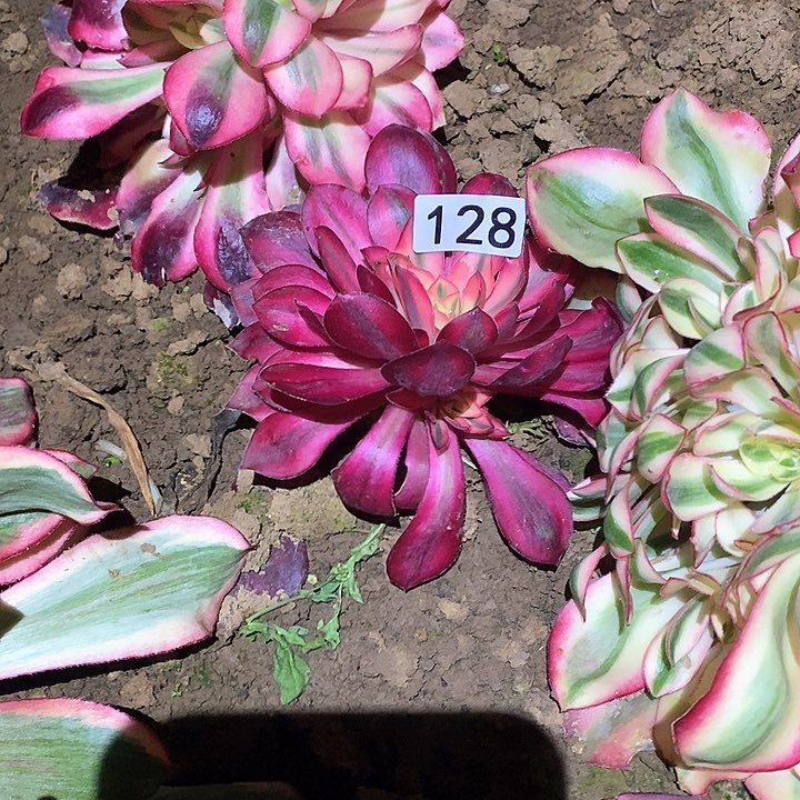 多肉植物法师19.9爱丽丝