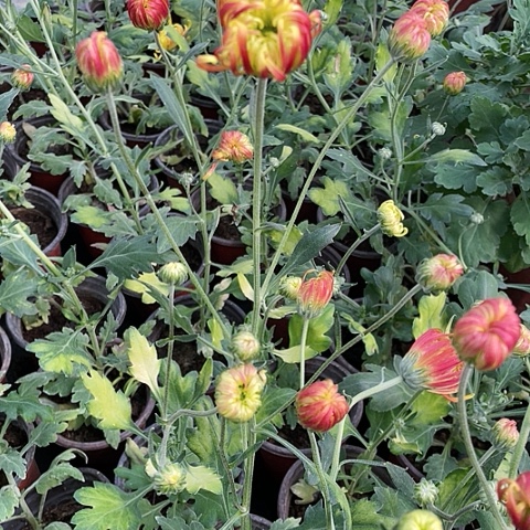 完全开放天门惊艳一物一拍无售后