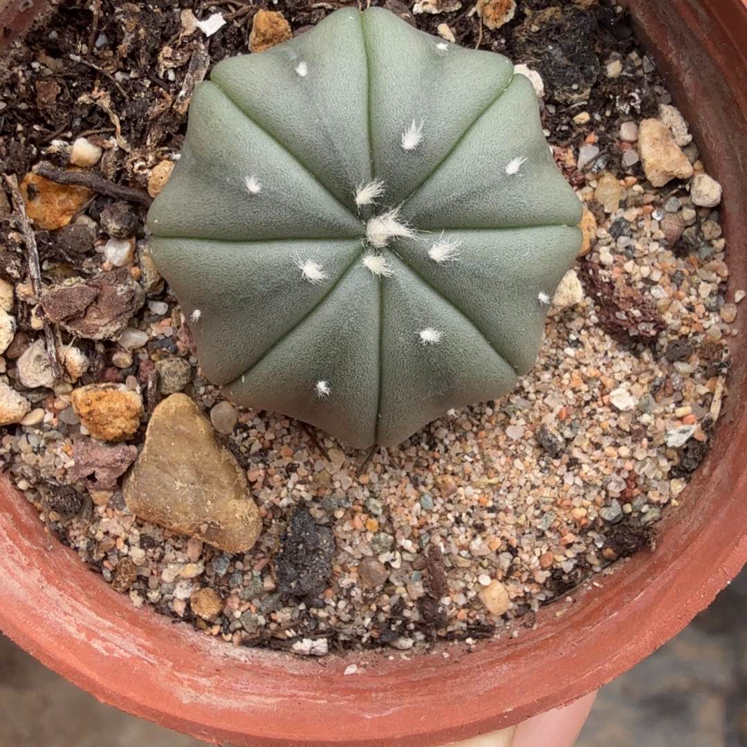 实生海星琉璃兜日系仙人球