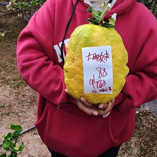 大***妹小黄金哥哥哥哥哥哥哥哥哥哥哥